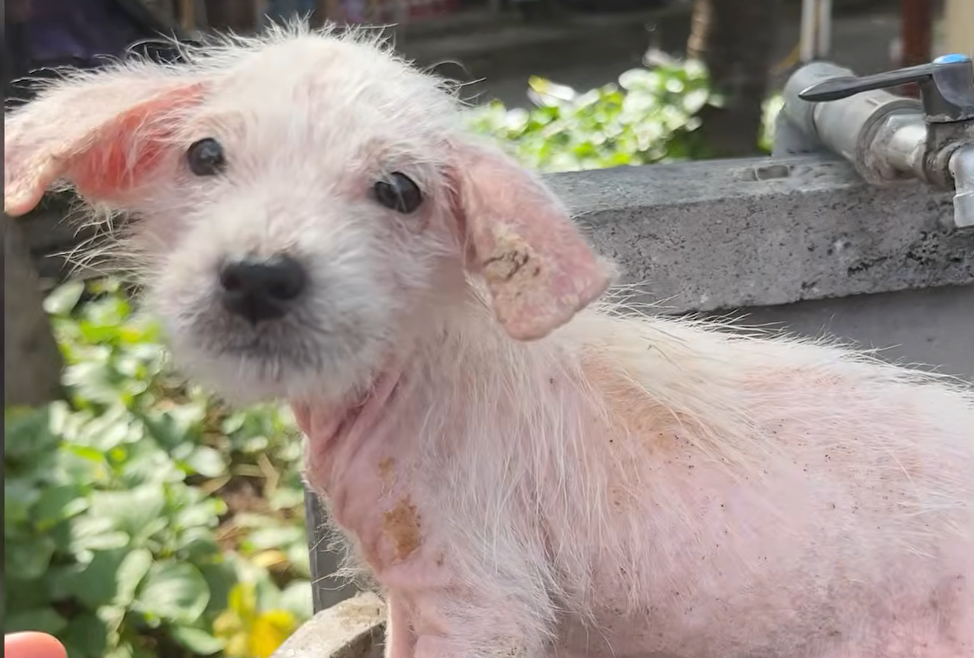 Miracle Puppy Yuki Beats the Odds: From Abandoned in a Sink to Bounding with Joy