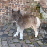 Tiny Underbite Horse Leaps into Playful Life with Golden Retriever Siblings