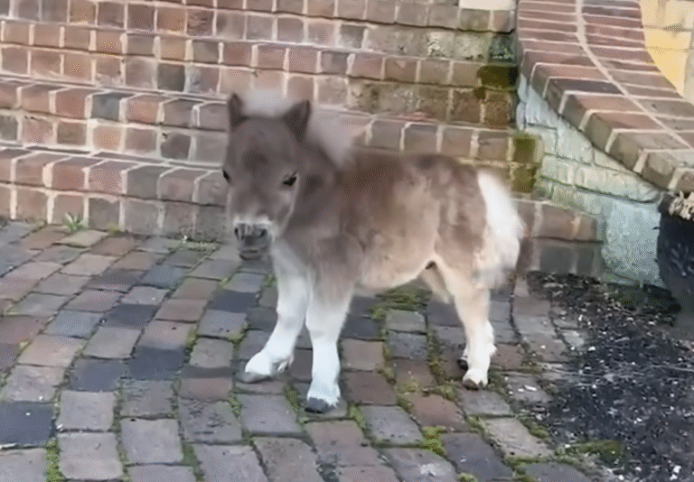Tiny Underbite Horse Leaps into Playful Life with Golden Retriever Siblings