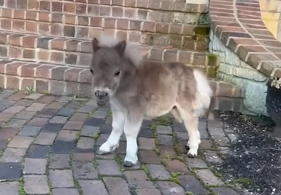 Tiny Underbite Horse Leaps into Playful Life with Golden Retriever Siblings