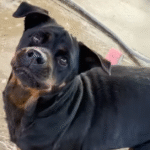 Dumped in Mexican Canal, Rescued Rottweiler Flor Wiggles into Hearts as Ultimate Lover Girl