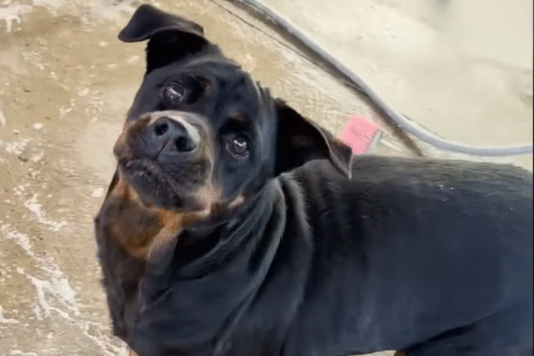 Dumped in Mexican Canal, Rescued Rottweiler Flor Wiggles into Hearts as Ultimate Lover Girl