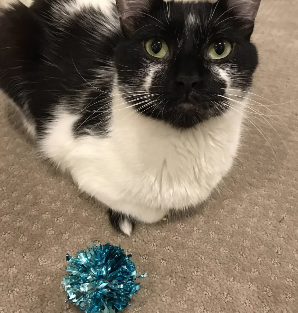 The Texture Appeals to Their Tactile Preferences