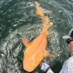 A Stunning Find in Costa Rican Waters