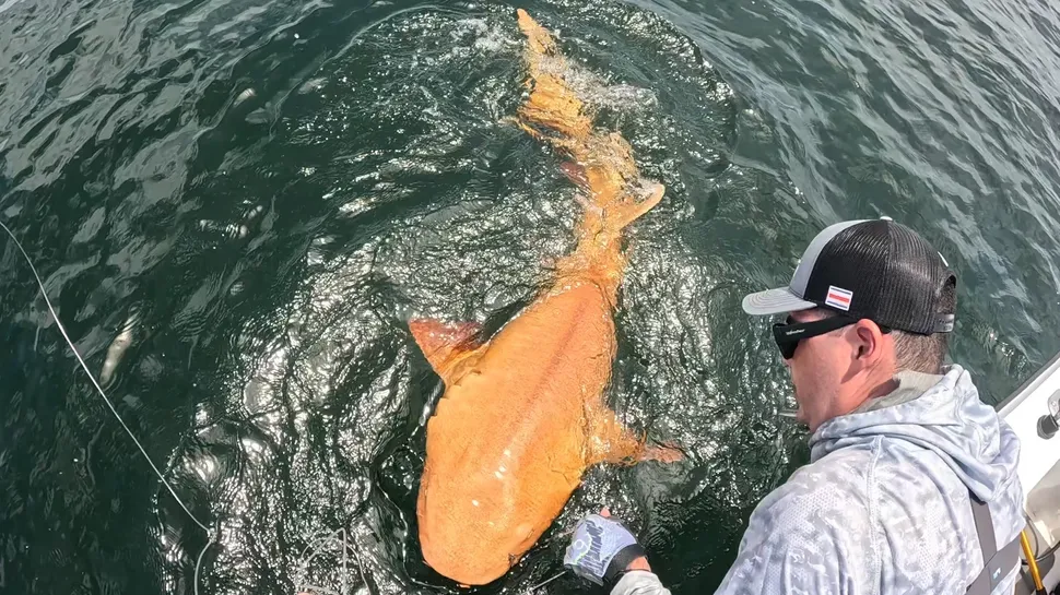 A Stunning Find in Costa Rican Waters