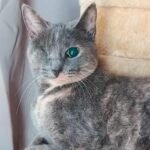 From Fragile Survivor to Playful Dynamo