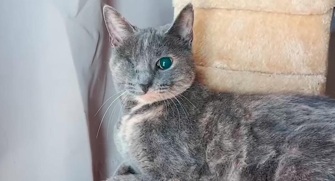 From Fragile Survivor to Playful Dynamo