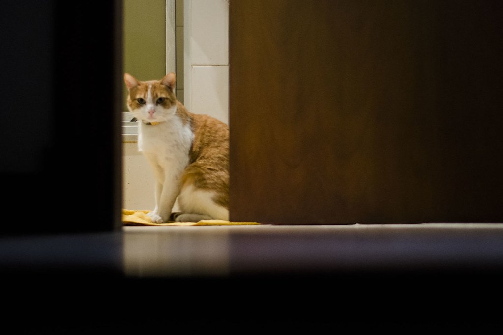 Embracing Your Feline Bathroom Buddy 