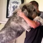 this 140-Pound Wolfhound Truly Believes He’s a Lap Dog