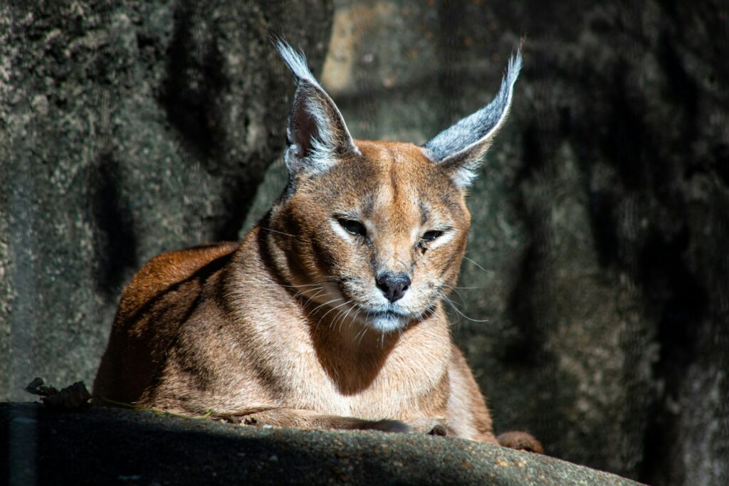 Libra: The Caracal