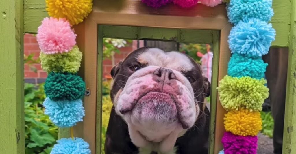 Friendly Bulldog Wins Hearts by Saying Hello Through a Custom Fence Window