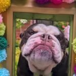 Friendly Bulldog Wins Hearts by Saying Hello Through a Custom Fence Window