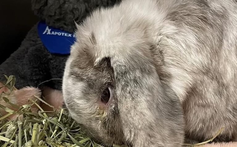 Woman Discovers Near-Death Bunny In Trash And Races To Save His Life
