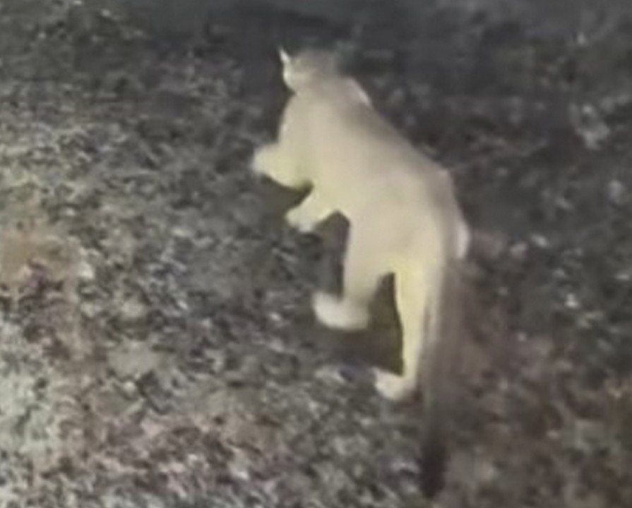 Sightings Near Singer Creek Park Raise Eyebrows