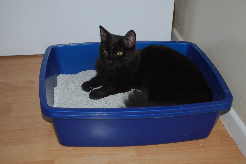 A Low-Entry Litter Box
