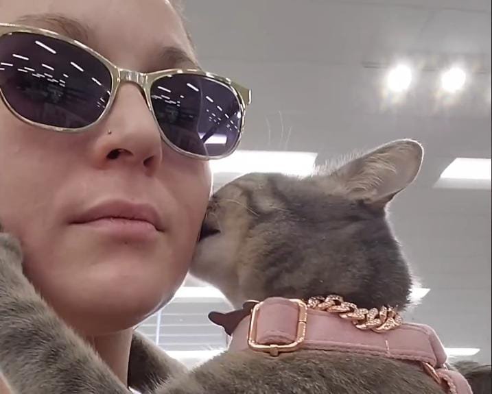 Meet Beef: The Extra-Affectionate Cat Who Became a Local celebrity
