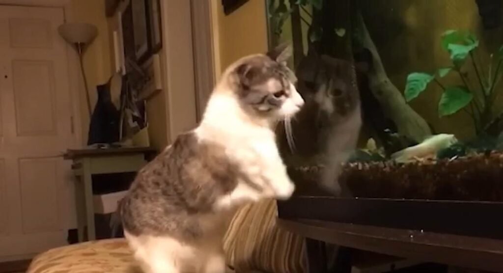 Abandoned Two-Legged Cat Roux Conquers Litter Box Challenges and Steals Hearts