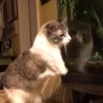 Abandoned Two-Legged Cat Roux Conquers Litter Box Challenges and Steals Hearts