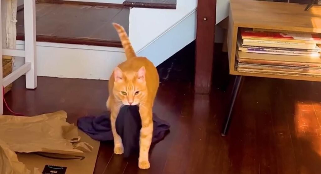 Vocal Demands and Laundry-Day Drama