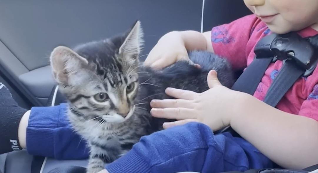Toddler Picks His Perfect Kitten Companion During a Shelter Visit
