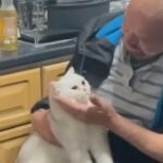 He Swore He’d Never Own a Cat—Now He’s the Ultimate Cat Dad
