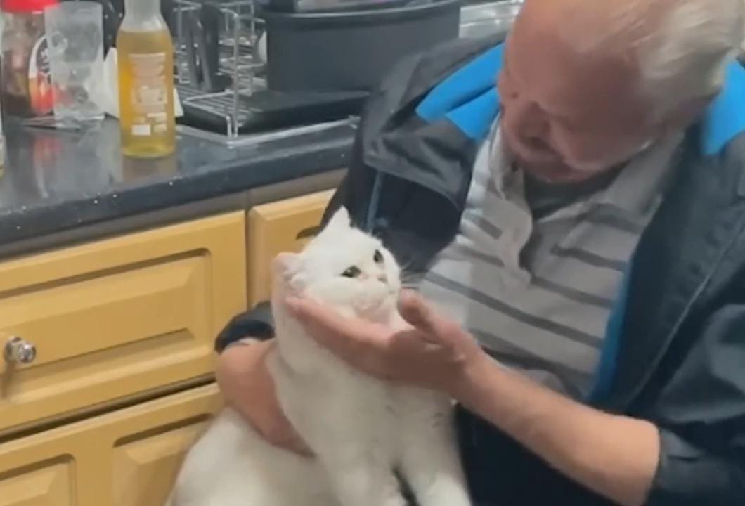 He Swore He’d Never Own a Cat—Now He’s the Ultimate Cat Dad