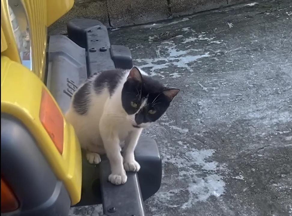 Growing Kittens, Growing Curiosity