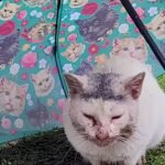 Cat Found Shivering in the Rain Had a Chicken Bone Lodged in His Mouth