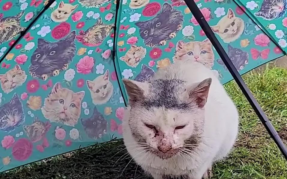 Cat Found Shivering in the Rain Had a Chicken Bone Lodged in His Mouth