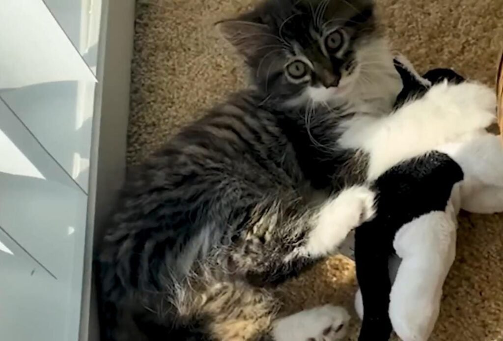 This Cat Treated a Stuffed Toy Like Family—Until a Real Kitten Came Home