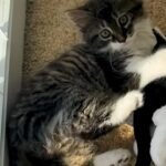 This Cat Treated a Stuffed Toy Like Family—Until a Real Kitten Came Home