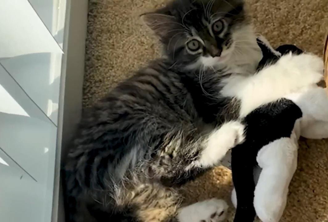 This Cat Treated a Stuffed Toy Like Family—Until a Real Kitten Came Home