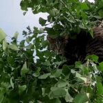 Cat Trapped 50 Feet Up a Tree for Two Terrifying Days Finally Rescued