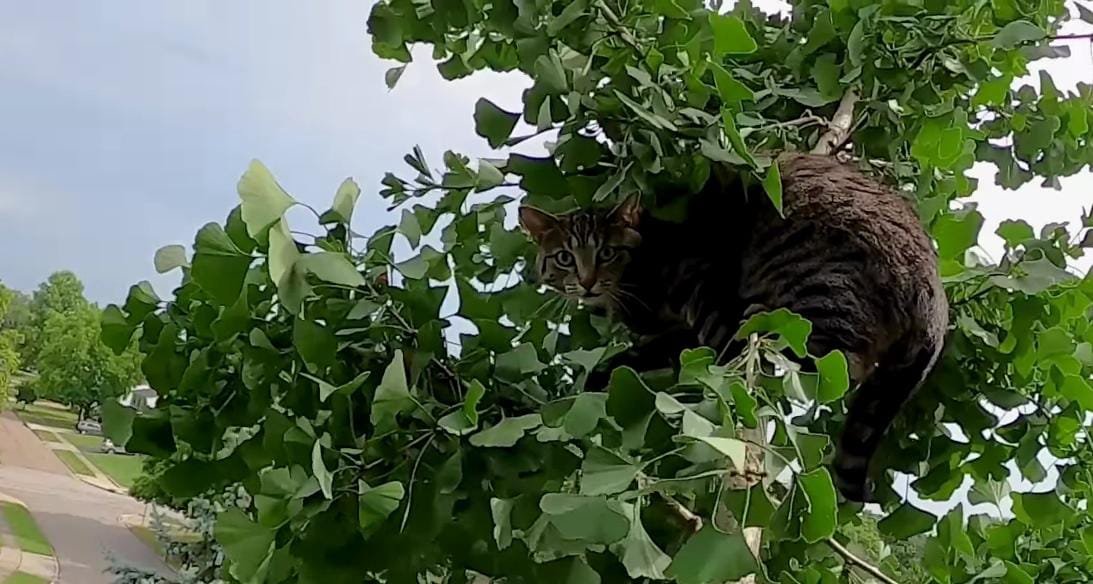 Cat Trapped 50 Feet Up a Tree for Two Terrifying Days Finally Rescued