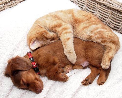 Can Cats and Dogs Form Emotional Bonds?