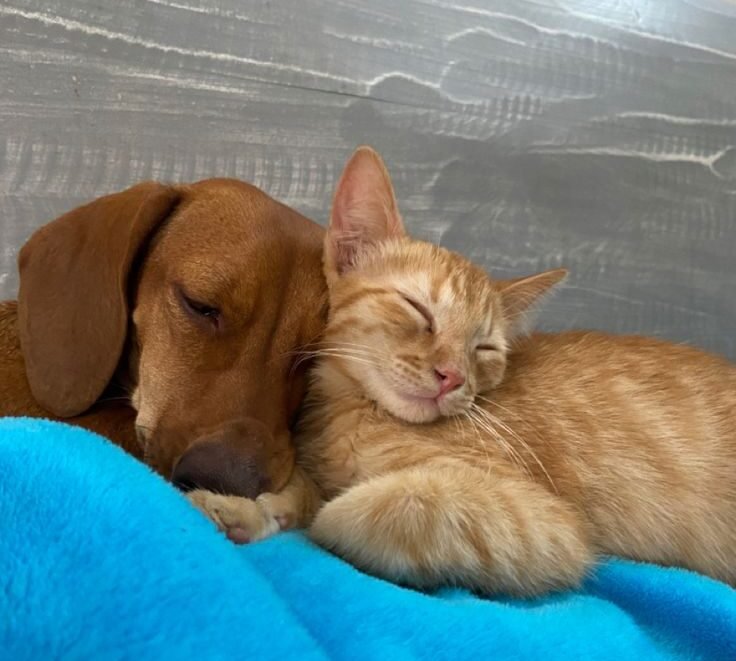 The Unlikely Pair: Meet Dave and Benedict