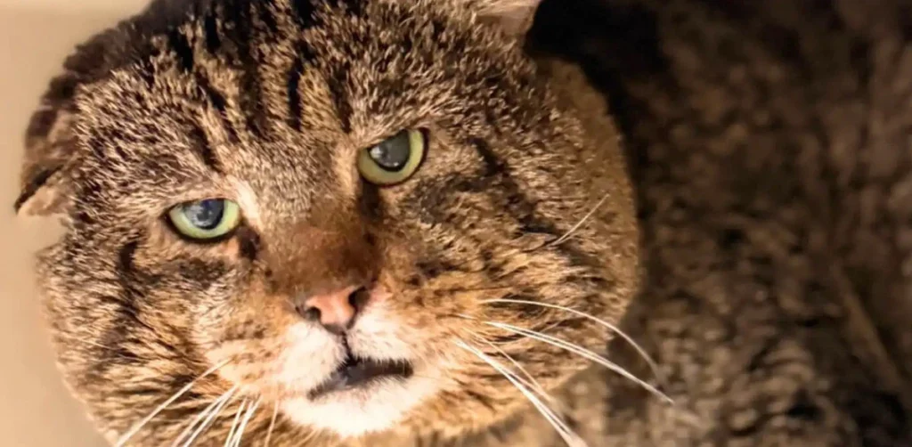 From Street Tough to Cuddle Champion: FIV Cat's Inspiring Shelter Journey