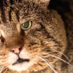 From Street Tough to Cuddle Champion: FIV Cat's Inspiring Shelter Journey