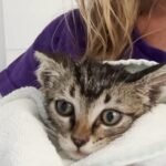 One Kitten Becomes Two… Then More