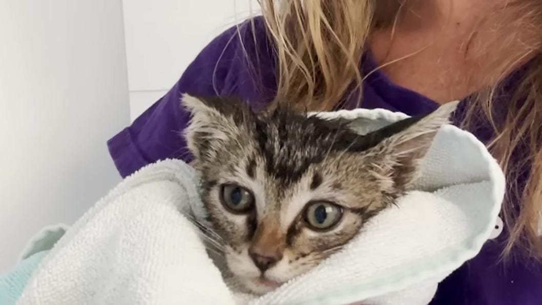 One Kitten Becomes Two… Then More