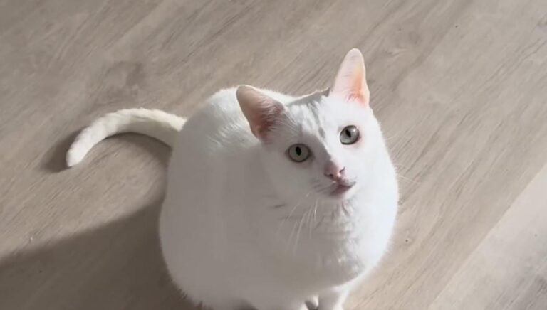 Cat Demands the Spotlight, Screaming Until Mom Watches His Acrobatic Flips