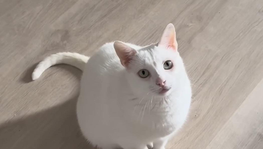 Cat Demands the Spotlight, Screaming Until Mom Watches His Acrobatic Flips