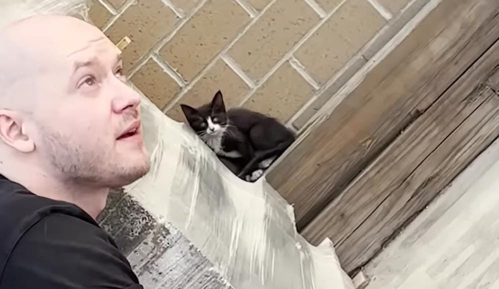 Couple’s Quick Lowe’s Run Turns Into a Kitten Rescue They Never Expected