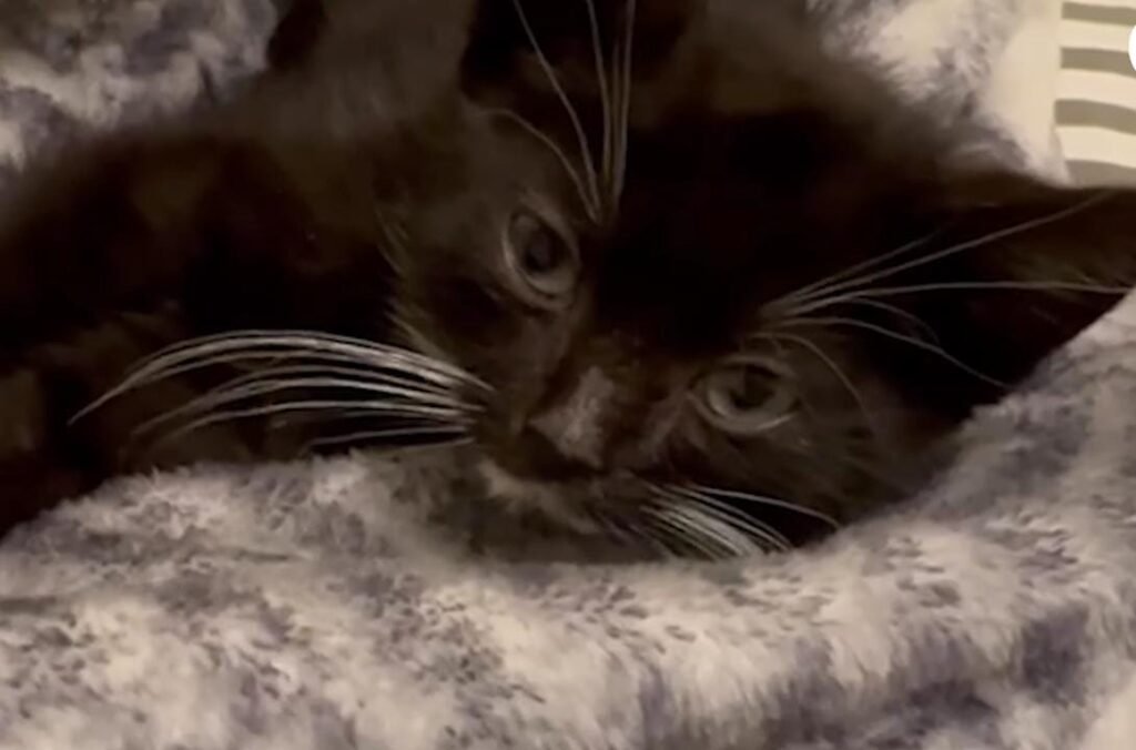 Woman’s Morning Commute Turns Into a Wild NYC Chase After a Tiny Kitten
