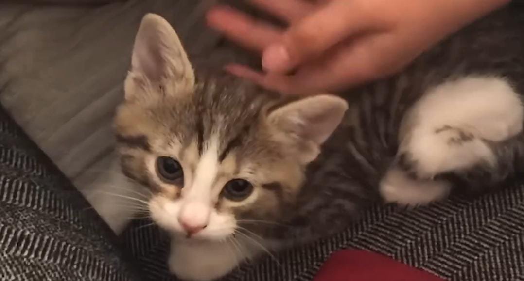 Vet Dad Surprises His Daughter With a “Broken” Kitten on her birthday