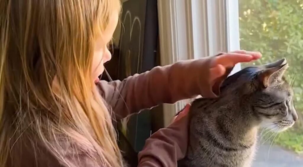 When a House Cat Spotted Two Stray Kittens in backyard, an Unexpected Rescue Began