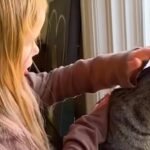 When a House Cat Spotted Two Stray Kittens in backyard, an Unexpected Rescue Began