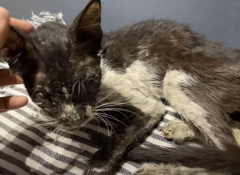 Rescuers Were Alarmed When This Cat Wouldn’t Eat—Then They Found the Real Problem