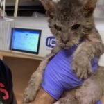 Months of Rehabilitation and Painstaking Care