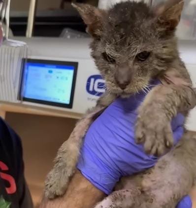 Months of Rehabilitation and Painstaking Care